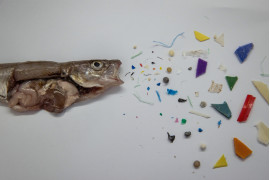 fot. Sebnem Coskun, Microplastic sent to the stomach