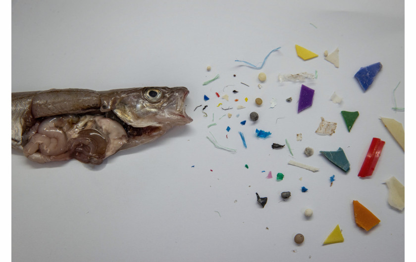 fot. Sebnem Coskun, Microplastic sent to the stomach