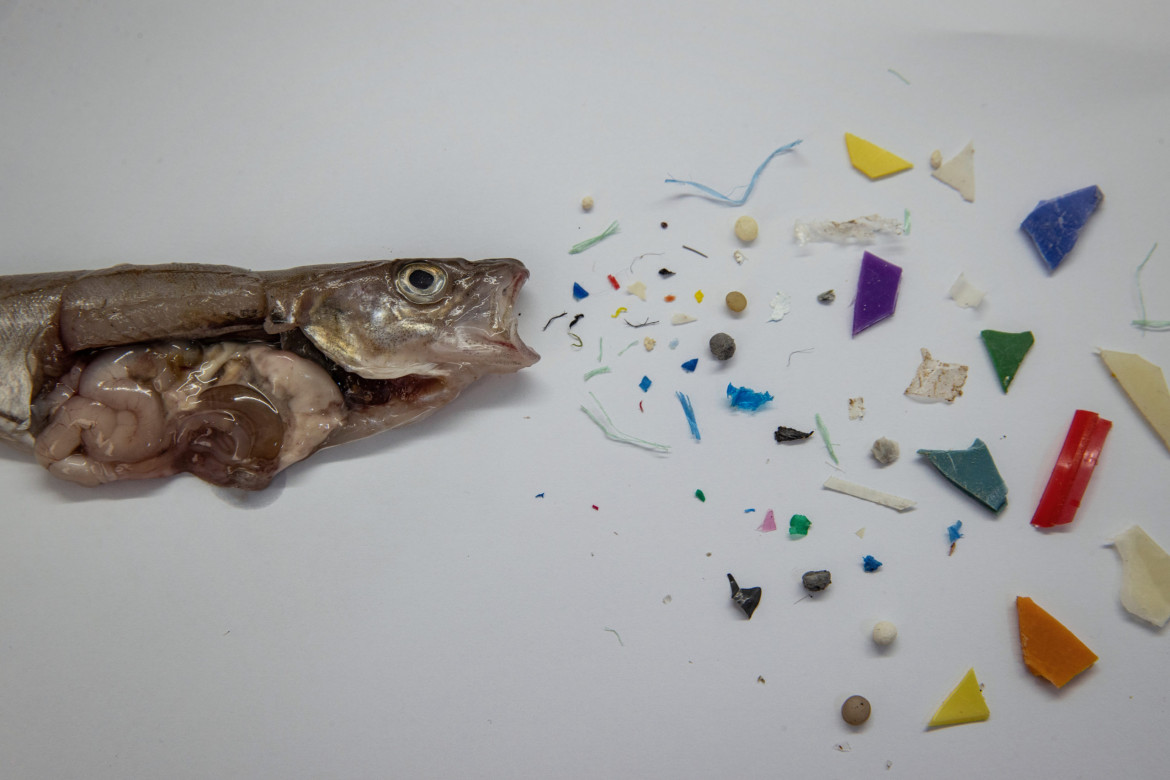 fot. Sebnem Coskun, Microplastic sent to the stomach