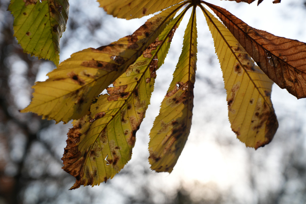 1/1600 s, f/4, ISO 400, 60.0 mm