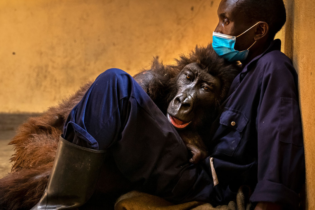 Oto najlepsze zdjęcia przyrodnicze 2022 roku - zwycięzcy Wildlife Photographer of the Year 2022
