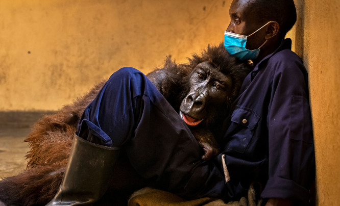  Oto najlepsze zdjęcia przyrodnicze 2022 roku - zwycięzcy Wildlife Photographer of the Year 2022