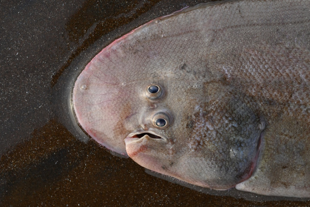 &lt;strong&gt;Royal Society Publishing Photography Competition, II miejsce w kategorii Ekologia i nauki o środowisku,  „Rybi Mad-Eye-Moody!”, fot. Abhijeet Bayani &lt;/strong&gt;&lt;/br&gt;


W ramach studiów licencjackich z ekologii zabrałem studentów do strefy międzypływowej na zachodnim wybrzeżu Indii. Podczas pobierania próbek znaleźliśmy coś, czego moi studenci wcześniej nie widzieli. Przypadkowo odkopałem żywą płastugę! „To niemożliwe, to musi być mutacja!” wykrzyknął jeden ze studentów widząc jej asymetryczne oczy. Jest płaska, ponieważ jest gatunkiem bentosowym, ale dlaczego oczy są takie dziwne? Nadchodzi Evo-Devo! Co ciekawe, rodzą się symetryczne, ale podczas sinistralnej metamorfozy prawe oko przesuwa się w lewo. Moim zdaniem ta obserwacja jest również ważna, ponieważ ewidentnie obala pseudonaukową koncepcję ewolucji zwaną „inteligentnym projektem”. Jeśli byłby to doskonały i inteligentny projekt, dlaczego jedno oko byłoby tak dziwnie umiejscowione u tego gatunku? Pokochałem naszego Rybiego Mad-Eye Moody'ego za to, że jest dziwny, ale wierny nauce o ewolucji. 