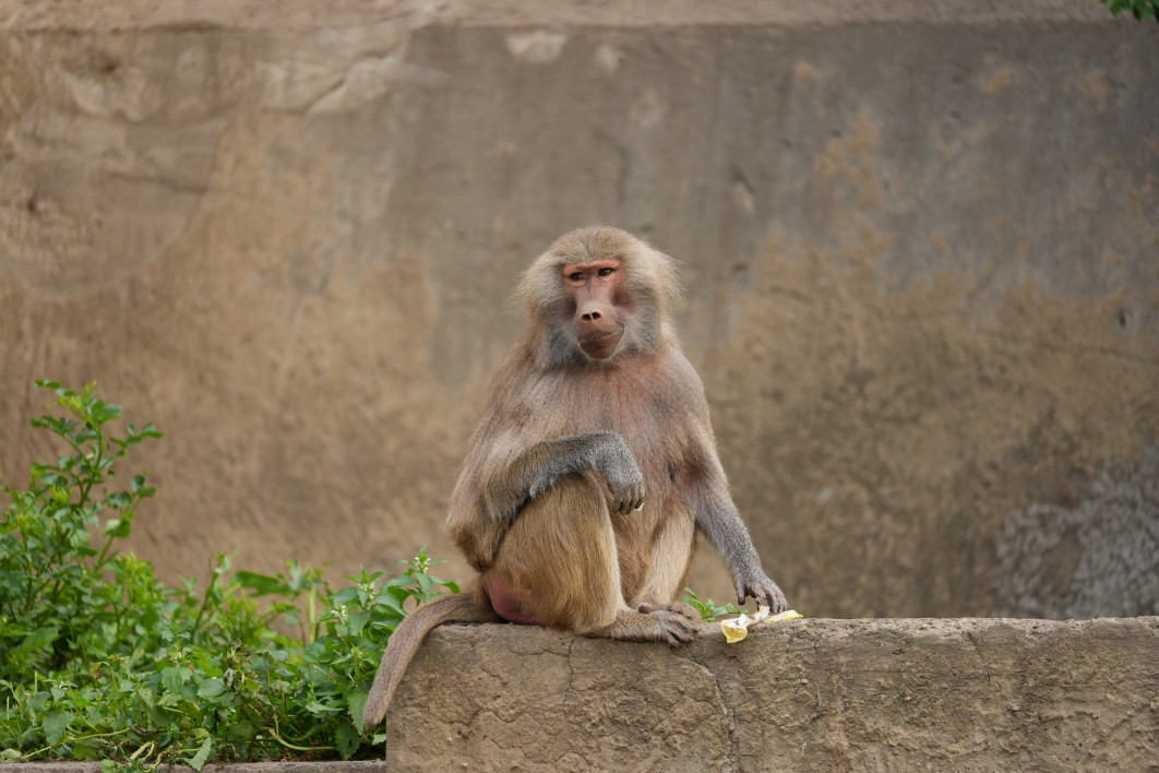 1/200 s, f/8, ISO 800, 400 mm