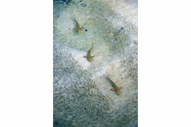 "Zaganianie ryb", Alec Connah, Wielka Brytania
