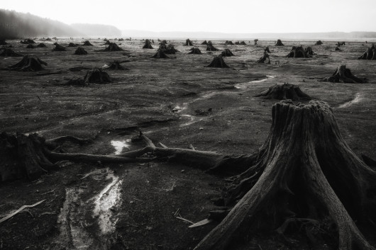 fot. Jan Wieczorek, nominacja w kat. Nature, z serii Apocalypse