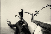Jing Huang: "Pure of Sight" - wystawa fotografii