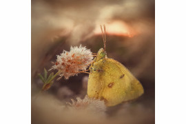 fot. Natalya Peshkova, "Morning Dream of a Butterfly", 1. miejsce w kategorii Macro & Details
