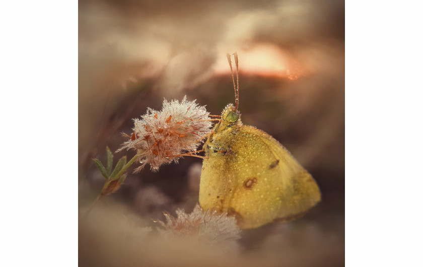 fot. Natalya Peshkova, Morning Dream of a Butterfly, 1. miejsce w kategorii Macro & Details