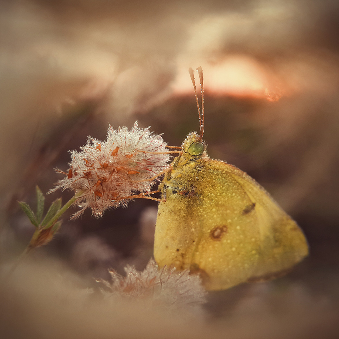 fot. Natalya Peshkova, "Morning Dream of a Butterfly", 1. miejsce w kategorii Macro & Details