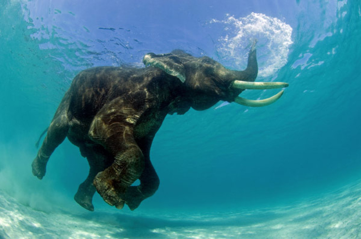 "Nurkujący słoń indyjski", Jeff Yonover, USA