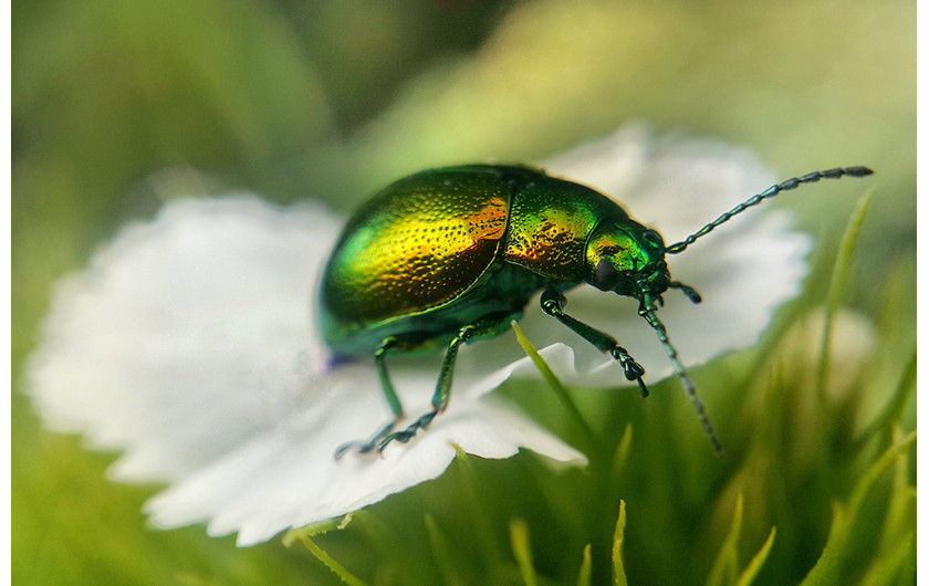 fot. Jacek Bryla, wyróżnienie w kategorii Macro & Details