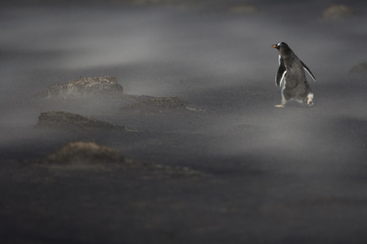 "Pingwin w burzy piaskowej", Martin Eisenhawer, Szwajcaria