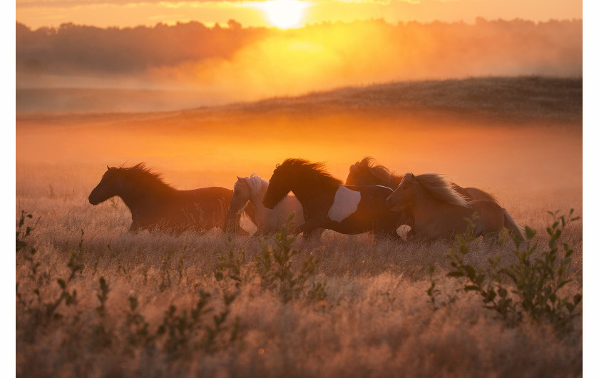fot. Edyta Trojanowska-Koch, z cyklu Horses of The Sun, bronz w kategorii Nature / Pets | Moscow International Foto Awards 2020