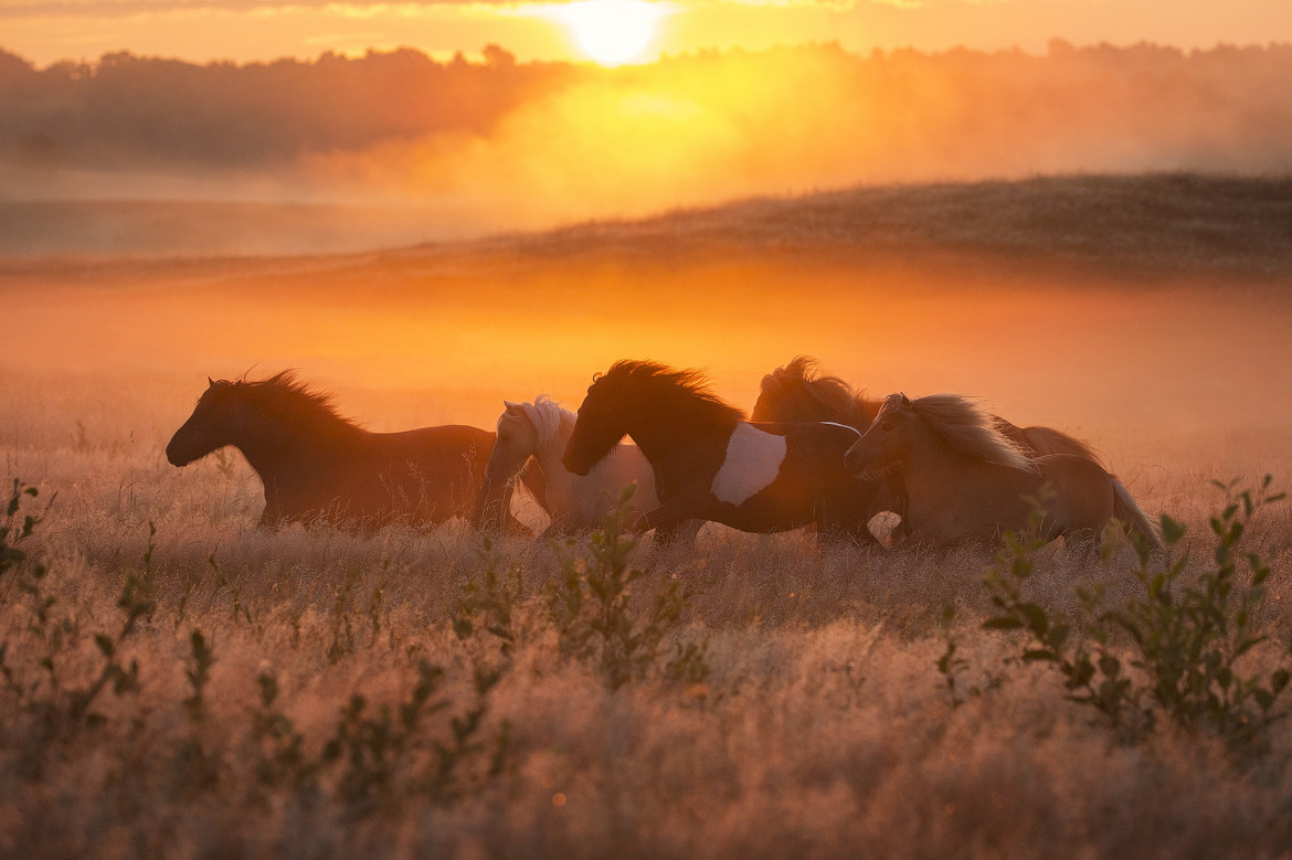 fot. Edyta Trojanowska-Koch, z cyklu "Horses of The Sun", bronz w kategorii Nature / Pets | Moscow International Foto Awards 2020