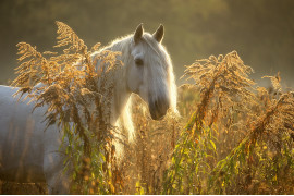fot. Edyta Trojanowska-Koch, z cyklu "Horses of The Sun", bronz w kategorii Nature / Pets | Moscow International Foto Awards 2020