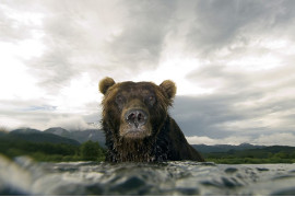 "Gniewne spojrzenie niedźwiedzia", Siergiej Gorszkow, Rosja