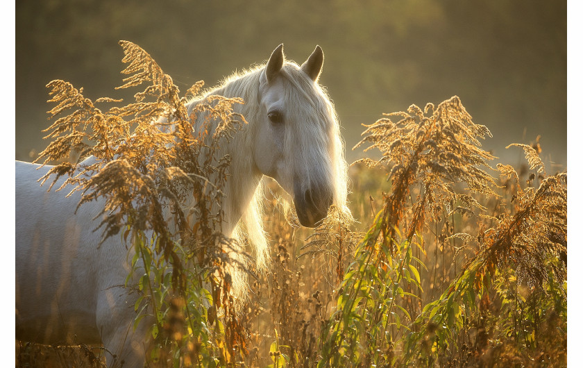 fot. Edyta Trojanowska-Koch, z cyklu Horses of The Sun, bronz w kategorii Nature / Pets | Moscow International Foto Awards 2020