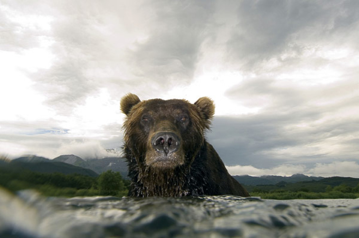 "Gniewne spojrzenie niedźwiedzia", Siergiej Gorszkow, Rosja