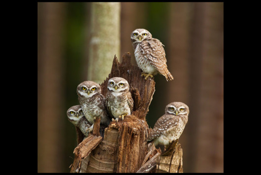 Sitara Karthikeyan, Indie, Sowie więzi, Wildlife Photographer of the Year 2014/ Fotografia dzikiej przyrody 2014