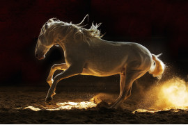 fot. Edyta Trojanowska-Koch, z cyklu "Horses of The Sun", bronz w kategorii Nature / Pets | Moscow International Foto Awards 2020