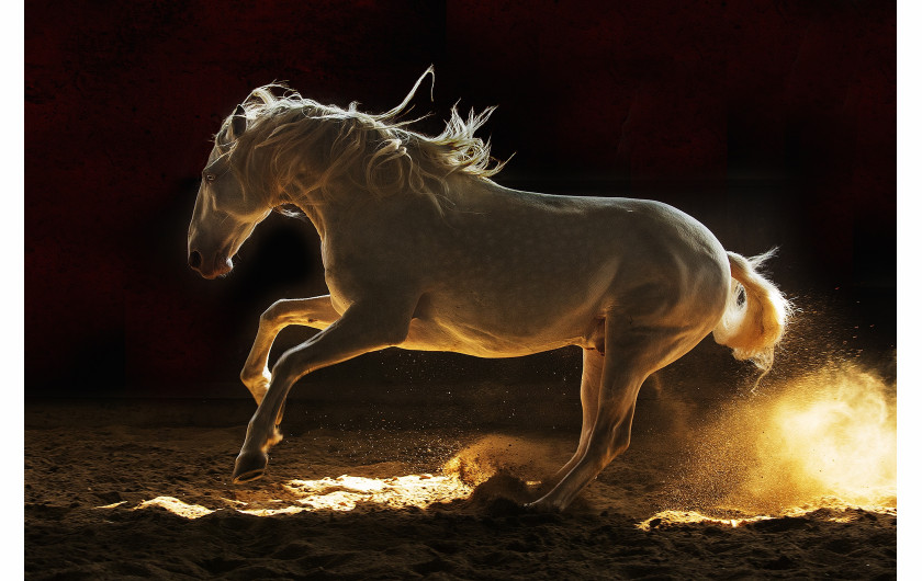fot. Edyta Trojanowska-Koch, z cyklu Horses of The Sun, bronz w kategorii Nature / Pets | Moscow International Foto Awards 2020