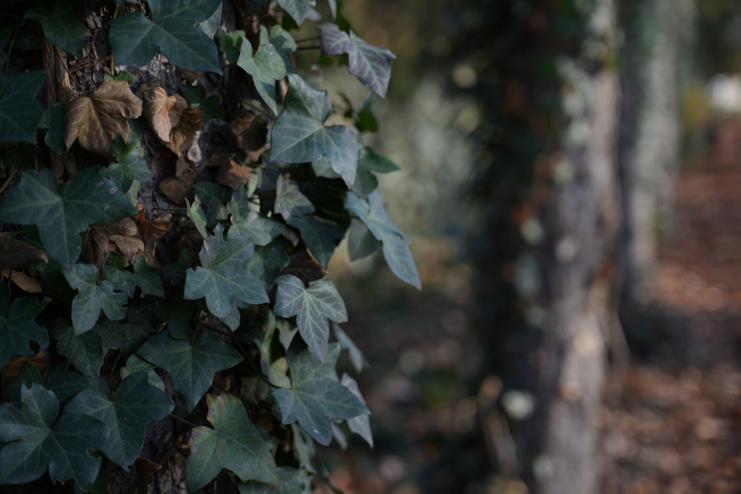 1/500 s, f/2.8, ISO 200, 60.0 mm