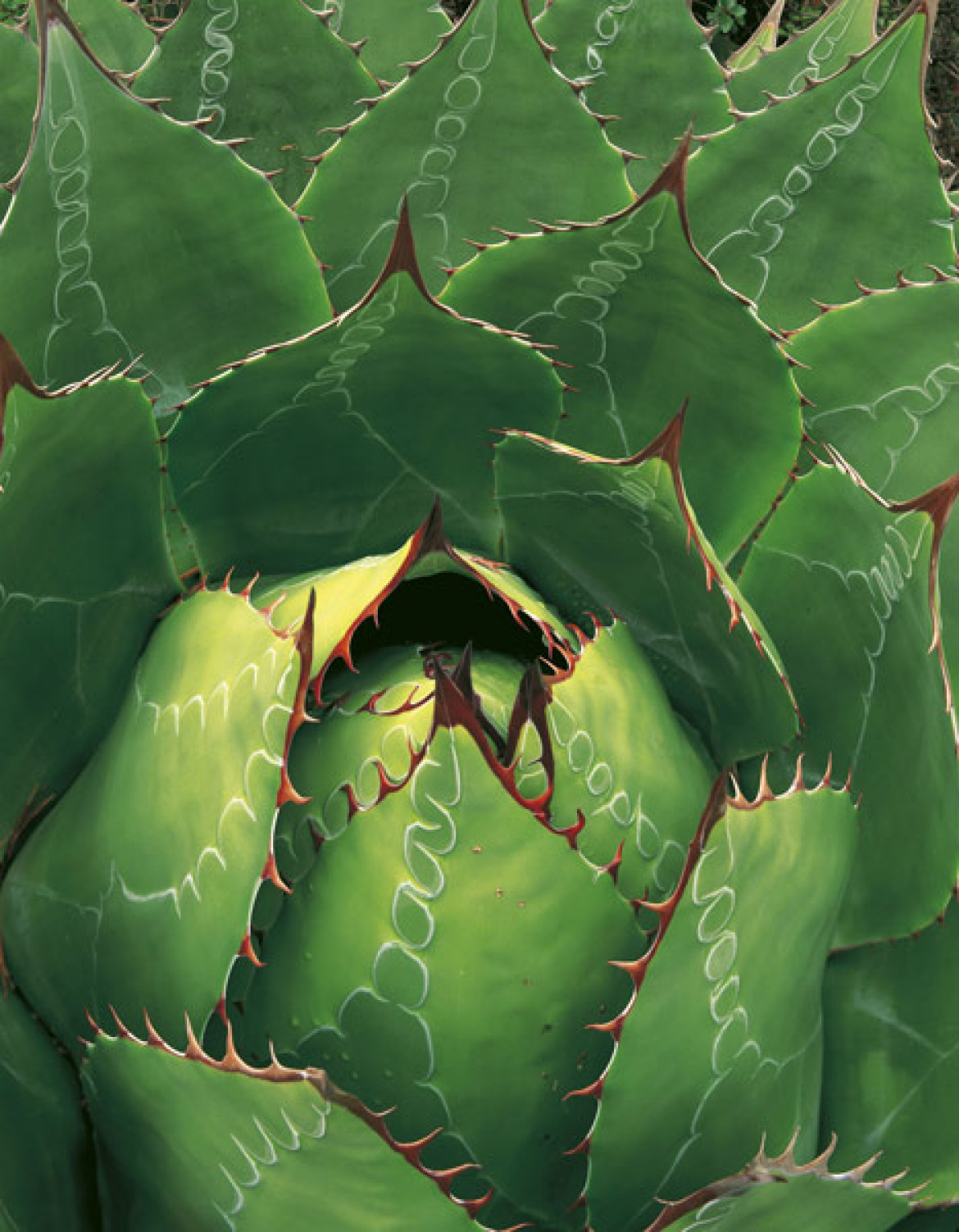 "Serce agawy", Jack Dykinga, USA