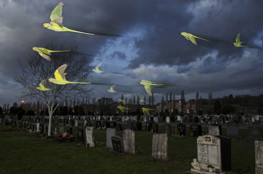 Sam Hobson, Wielka Brytania, Zwierzęce duchy, Wildlife Photographer of the Year 2014/ Fotografia dzikiej przyrody 2014