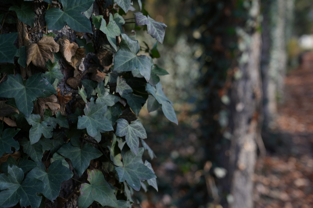 1/250 s, f/4, ISO 200, 60.0 mm