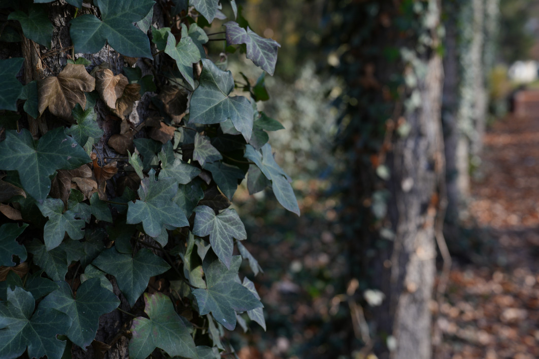 1/160 s, f/5.6, ISO 200, 60.0 mm