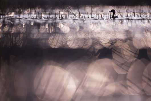 Michel d’Oultremont, Belgia, Przepływając o zmierzchu, Wildlife Photographer of the Year 2014/ Fotografia dzikiej przyrody 2014
