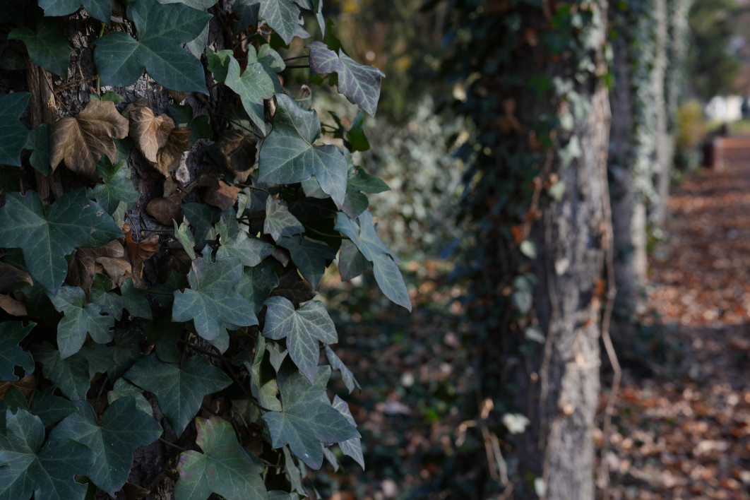 1/60 s, f/8, ISO 200, 60.0 mm