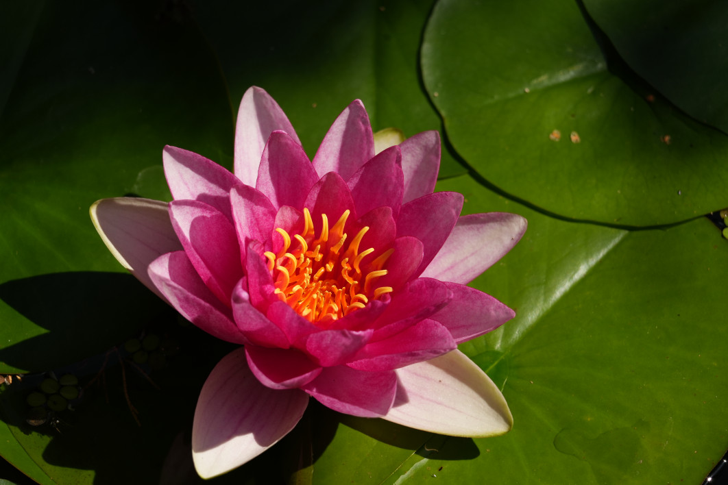 1/1250 s, f/8, ISO 400, 371 mm