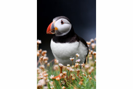 fot. Natalia Groza-Ejsmont, "Puffin's Fate", bronz w kategorii Nature Wildlife | Moscow International Foto Awards 2020 