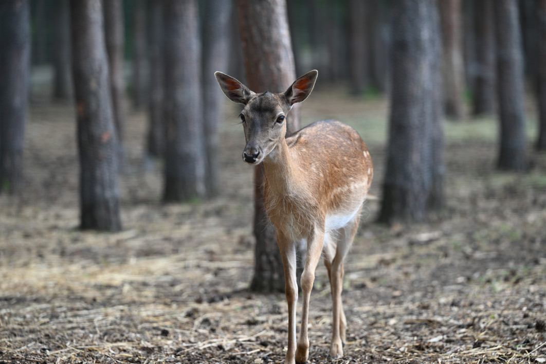 1/160 s, f/4, ISO 100, 200.0 mm