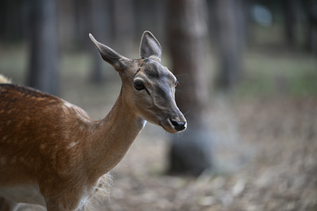 1/250 s, f/2.8, ISO 100, 200.0 mm