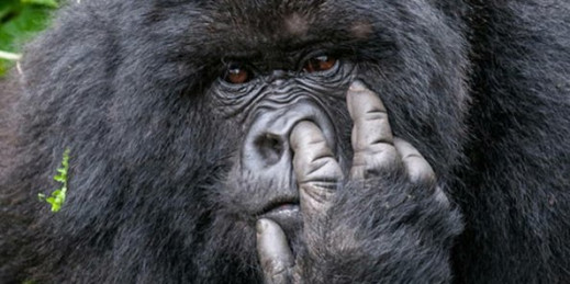 Comedy Wildlife Photography Awards - zobaczcie najlepsze zdjęcia