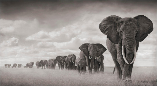 fot. Nick Brandt