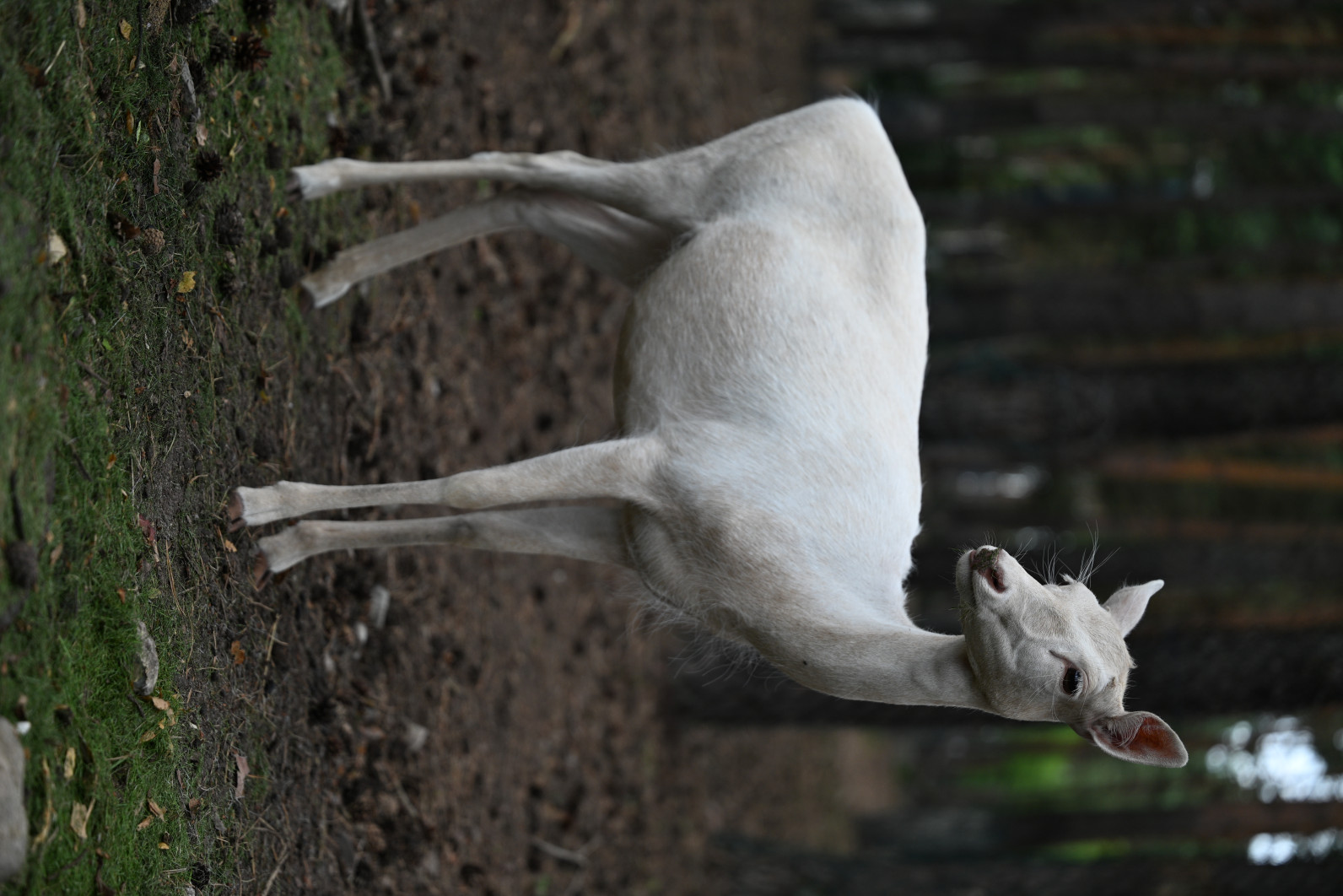 1/1000 s, f/2.8, ISO 200, 70.0 mm