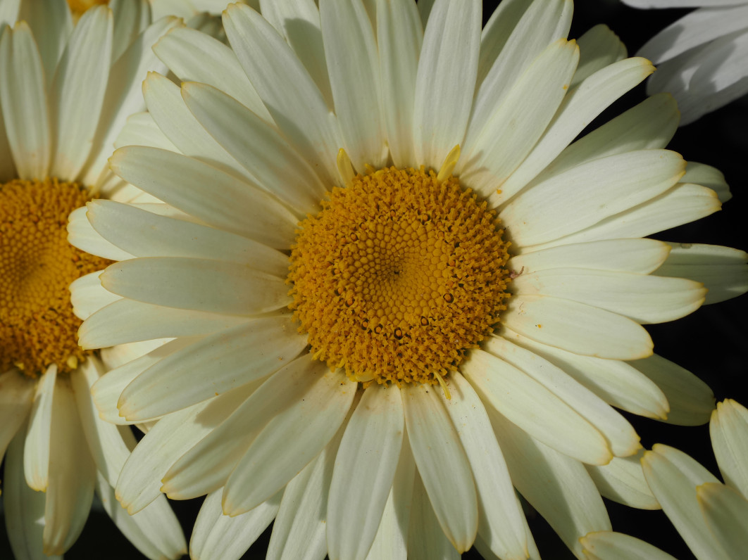 1/640 s, f/10, ISO 200, 45 mm
