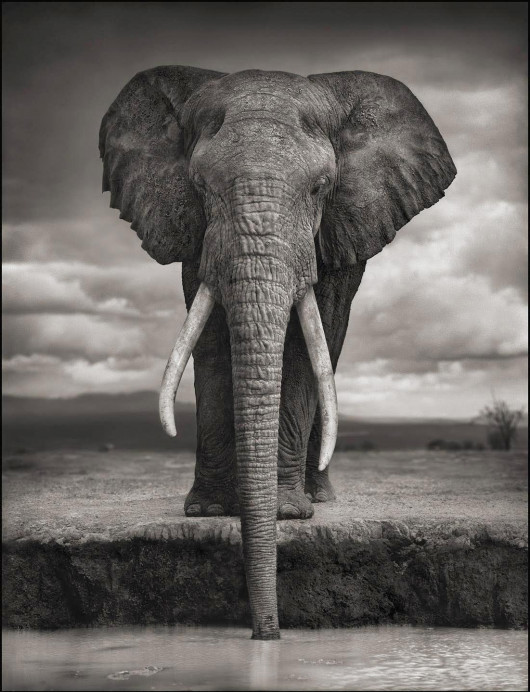 fot. Nick Brandt