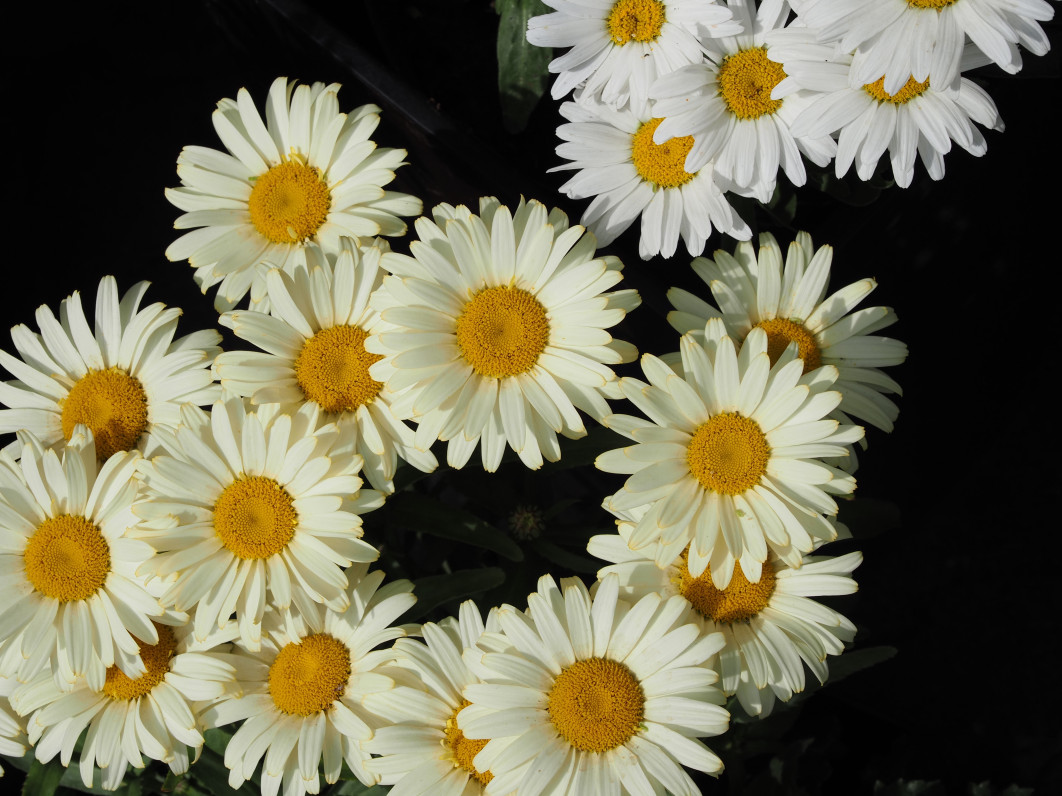 1/500 s, f/9, ISO 200, 45 mm