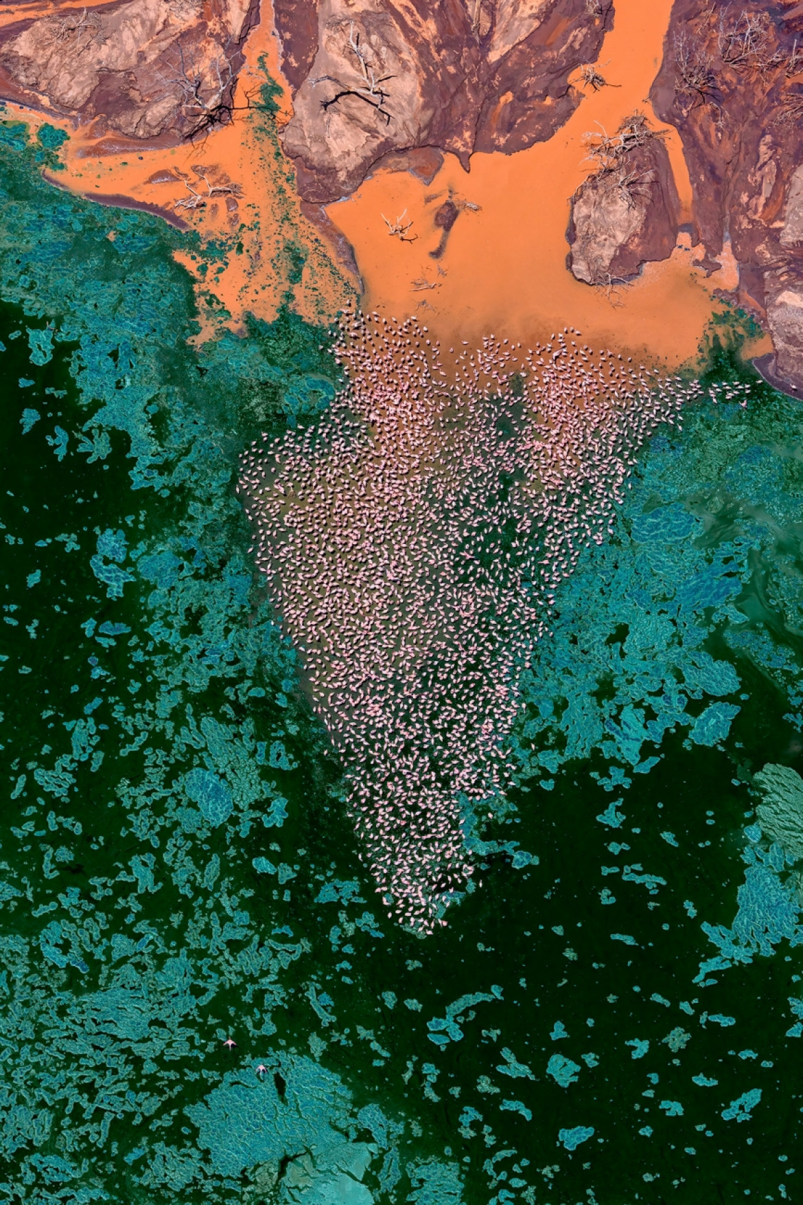 Fot. Paul McKenzie, "Realm of the Flamingo", 1. miejsce w kat. Series / Drone Photo Awards 2024<br></br><br></br>Flamingi małe rozwijają się w jednych z najtrudniejszych środowisk na Ziemi, charakteryzujących się wysokimi temperaturami powietrza i żrącymi wodami. Warunki te są idealne do produkcji podstawowego źródła pożywienia - cyjanobakterii, które flamingi zbierają za pomocą swoich unikalnych dziobów. W środowiskach jezior brakuje również prawie wszystkich potencjalnych drapieżników, co pokazuje triumf ich ewolucyjnej adaptacji. Widziane z góry, jeziora sodowe oferują hipnotyzującą i ciągle zmieniającą się mieszankę kolorów i wzorów, zapewniając idealne fotograficzne uzupełnienie flamingów.