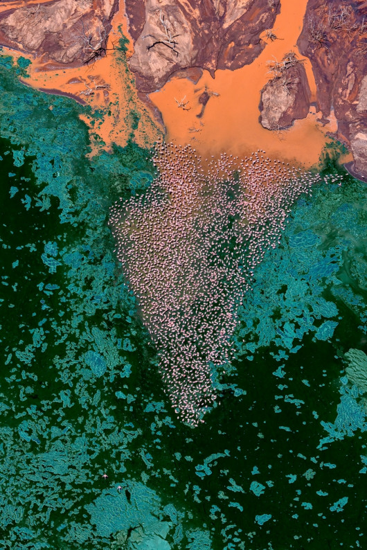 Fot. Paul McKenzie, Realm of the Flamingo, 1. miejsce w kat. Series / Drone Photo Awards 2024Flamingi małe rozwijają się w jednych z najtrudniejszych środowisk na Ziemi, charakteryzujących się wysokimi temperaturami powietrza i żrącymi wodami. Warunki te są idealne do produkcji podstawowego źródła pożywienia - cyjanobakterii, które flamingi zbierają za pomocą swoich unikalnych dziobów. W środowiskach jezior brakuje również prawie wszystkich potencjalnych drapieżników, co pokazuje triumf ich ewolucyjnej adaptacji. Widziane z góry, jeziora sodowe oferują hipnotyzującą i ciągle zmieniającą się mieszankę kolorów i wzorów, zapewniając idealne fotograficzne uzupełnienie flamingów.