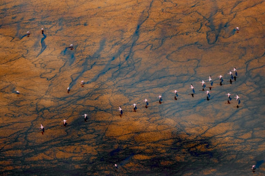 Fot. Paul McKenzie, Realm of the Flamingo, 1. miejsce w kat. Series / Drone Photo Awards 2024Flamingi małe rozwijają się w jednych z najtrudniejszych środowisk na Ziemi, charakteryzujących się wysokimi temperaturami powietrza i żrącymi wodami. Warunki te są idealne do produkcji podstawowego źródła pożywienia - cyjanobakterii, które flamingi zbierają za pomocą swoich unikalnych dziobów. W środowiskach jezior brakuje również prawie wszystkich potencjalnych drapieżników, co pokazuje triumf ich ewolucyjnej adaptacji. Widziane z góry, jeziora sodowe oferują hipnotyzującą i ciągle zmieniającą się mieszankę kolorów i wzorów, zapewniając idealne fotograficzne uzupełnienie flamingów.