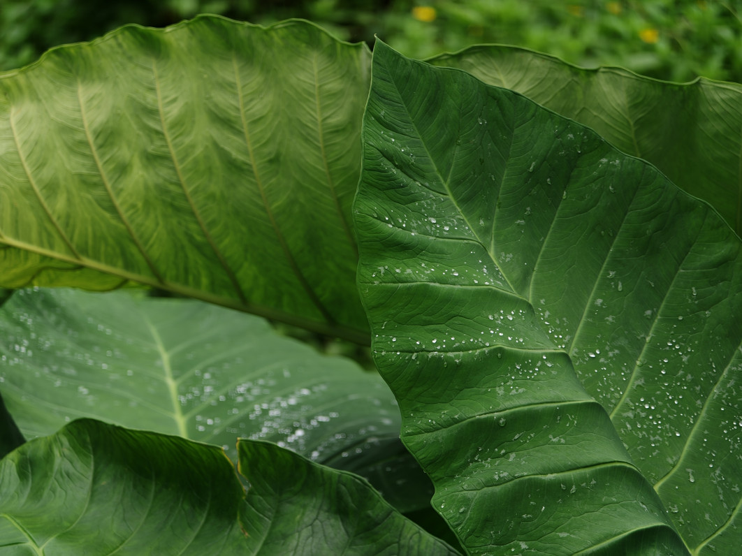 1/401 s, f/2.1, ISO 100, 16.5 mm