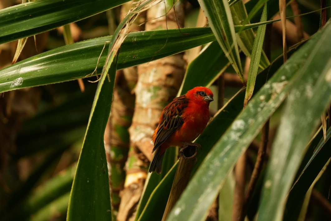 1/250 s, f/8, ISO 3200, 400 mm, crop APS-C