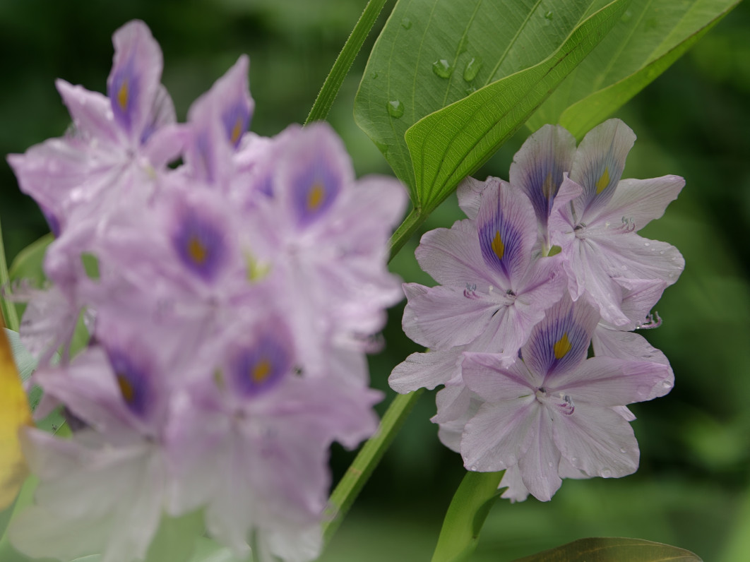 1/401 s, f/2.1, ISO 125, 16.5 mm