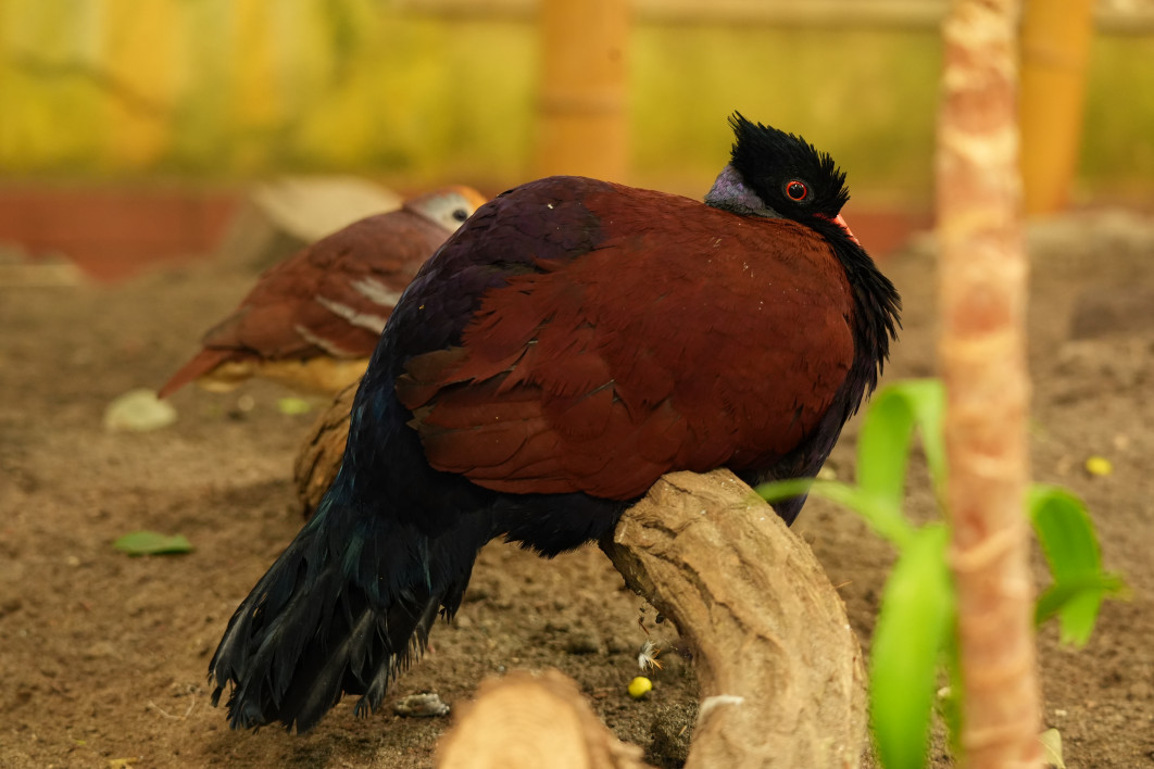 1/20 s, f/8, ISO 3200, 145 mm